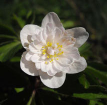 Anemone nemorosa 'fleurs semi-double Salies'